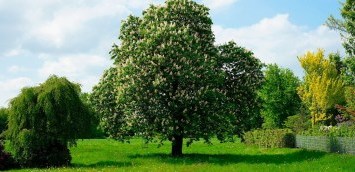 Grundstück Baum